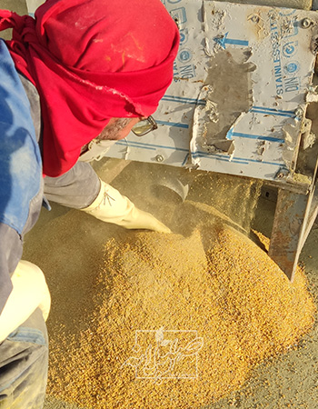 بلغور کردن سنگ زرنیخ طلایی