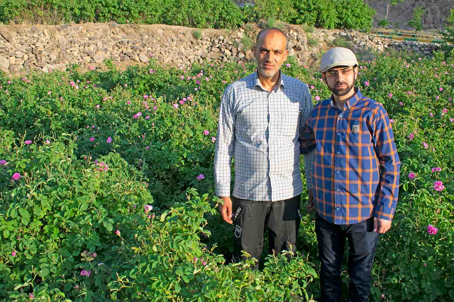 تولید گلاب سنتی اصیلانه